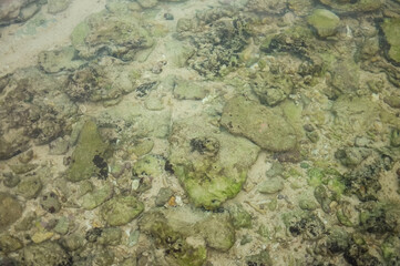 green moss on the rocks