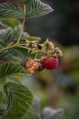 Raspberries ripen on the bush without chemicals and additives, eco raspberries