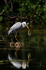 Gray Heron hunted down and eats eel. Her Latin name is Ardea cinerea.