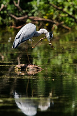 Gray Heron hunted down and eats eel. Her Latin name is Ardea cinerea.