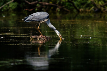 Gray Heron hunted down and eats eel. Her Latin name is Ardea cinerea.