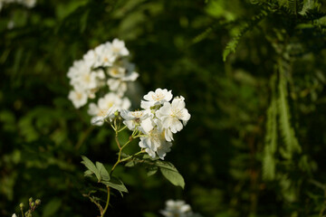 White Flowers on Bush
