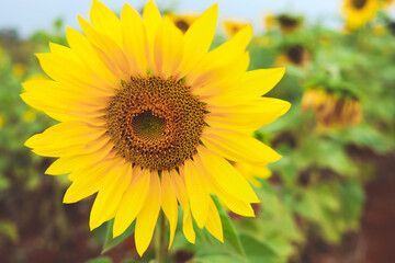 sunflower in the field