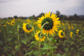 field of sunflowers