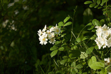 White Flowers and Green Leaves