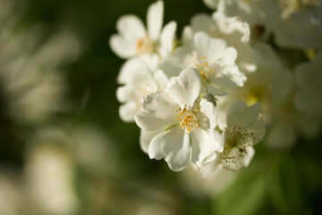 Close-up of white flower