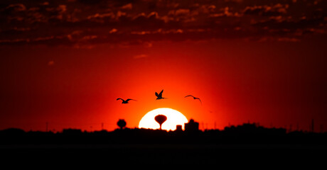 red Sunrise . Ibis Silhouette 