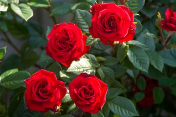 Garden Flowers