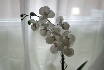 An orchid plant.