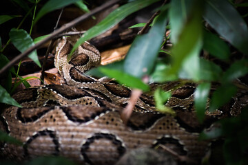 green snake in the grass,poisonous Viper.In ancient ,it said to be the snake which only used to bite the people who are not responsible or done their duty of life