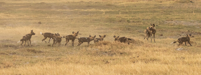 Fototapeta na wymiar pack of african wild dog pups
