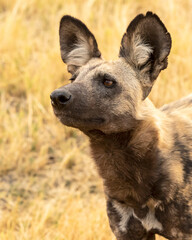 close up of african wild dog head