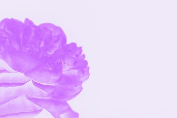 Purple violet summer peony flower on a pale pink background. Copy space