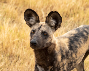close up of african wild dog head