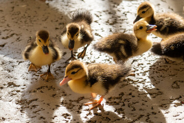 baby duck and ducklings