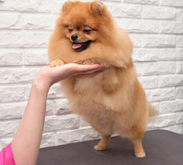 Pomeranian spitz dog after grooming on a white brick background on the table