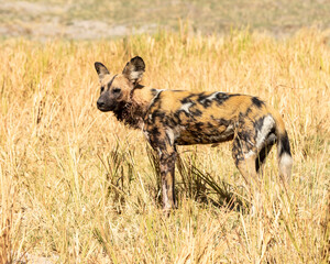 african wild dog standing in the long yellow grass