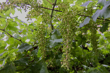 Italy, Asti. bunches of raisins Moscato wine grow in the vineyard