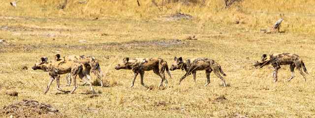 african wild dogs running in the grass