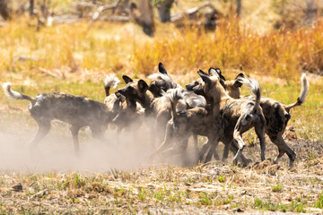 interaction between african wild dogs and pups