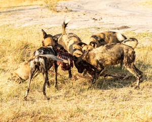 Naklejka na ściany i meble african wild dogs feeding on impala 