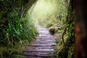 Obraz premium Magic Forest