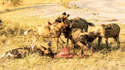 african wild dogs with a kill