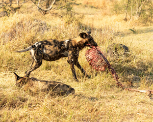 african wild dog with ribcage of impala