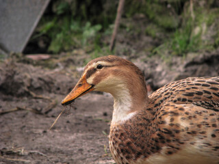 Domestic duck in a farm land. Park decoration bird in a public place. Stock photo for design