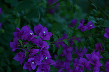 purple seed