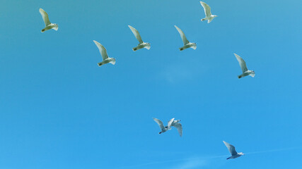 flying seagulls on blue sky background