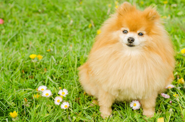 ginger Pomeranian puppy on green grass. fluffy miniature spitz on natural background, copy space, place for text. dog walking outdoors in park without collar. command execution, obedience.