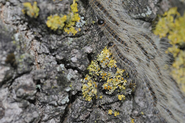 Raupen des Eichenprozessionsspinner an Eiche während Prozession Makroaufnahme deutlich zu erkennen lange als auch kurze Haare der Raupen