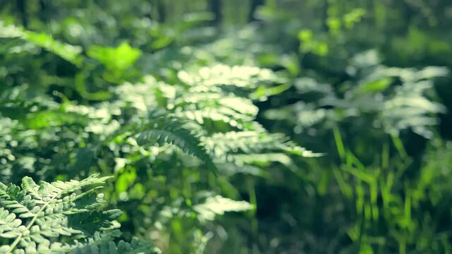 Plant nature magic green forest in cinematic view