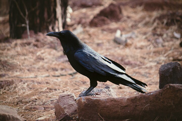 raven