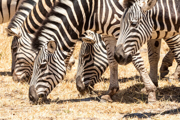 Fototapeta na wymiar close up of zebra heads grazing 