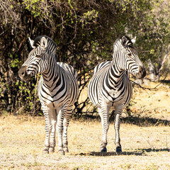 Fototapeta na wymiar 2 zebra standing together but looking in the opposite direction
