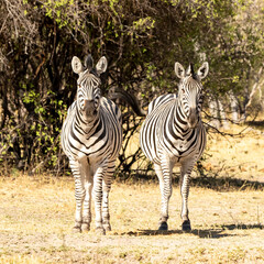 Fototapeta na wymiar 2 zebra standing looking forward
