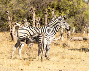 Obraz premium baby zebra about to drink from his mother