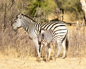 Fototapeta na wymiar mother and baby zebra standing in the grass