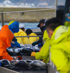 People unloading a tuna (bonito) boat in Japan at the docks.