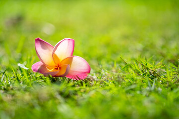 flower on the grass