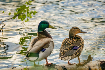 A family of ducks sits on a log in a pond. In nature near the water among trees and grass.