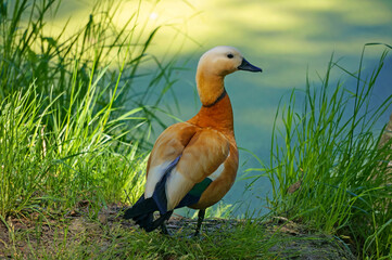 Tadorna ferruginea standing on the background of the pond. Red duck in the grass by the pond and grass.