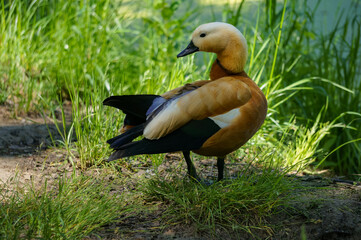 Tadorna ferruginea standing on the background of the pond. Red duck in the grass by the pond and grass.