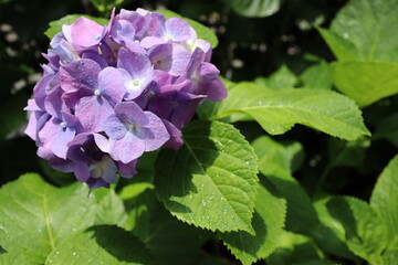 晴れた日に咲いている紫陽花