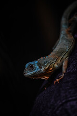 bearded dragon lizard