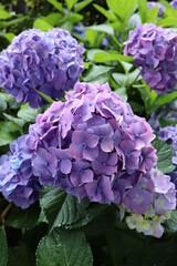 晴れた日に咲いている紫陽花