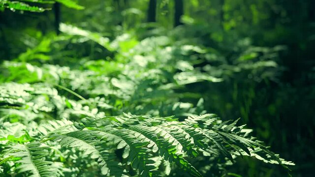 Plant nature magic green forest in cinematic view