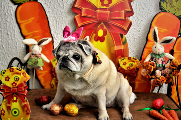 Coelhinha pug com seus ovos no cenário  da Páscoa canina